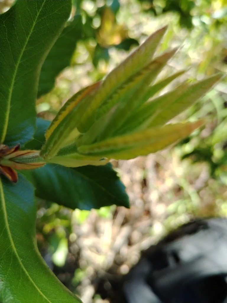 Eucryphia Cordifolia