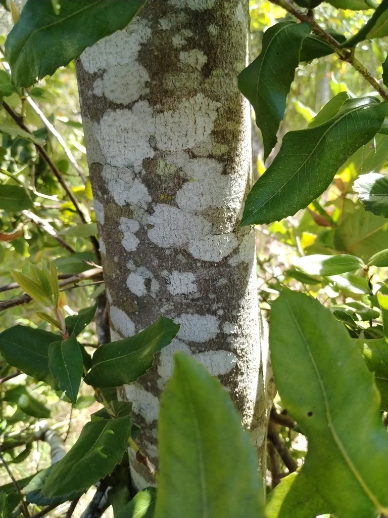 Eucryphia Cordifolia