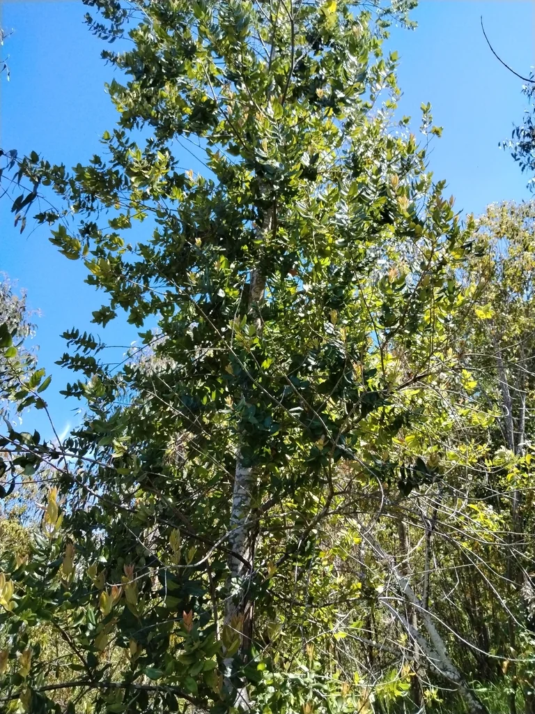 Eucryphia Cordifolia