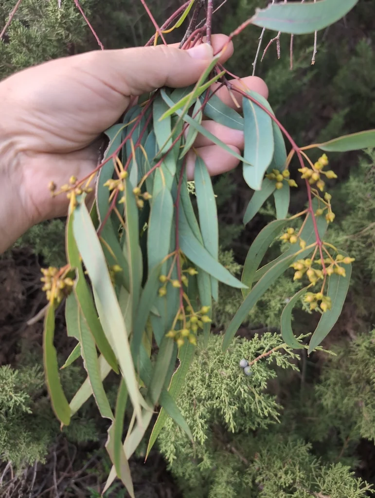 Eucalyptus Camaldulensis