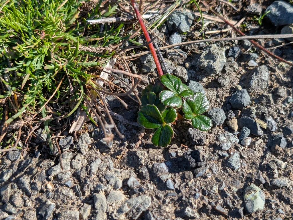 Fragaria chiloensis