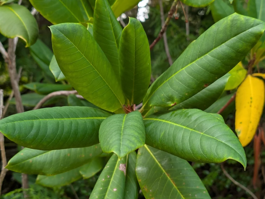 Rhododendron Macrophyllum