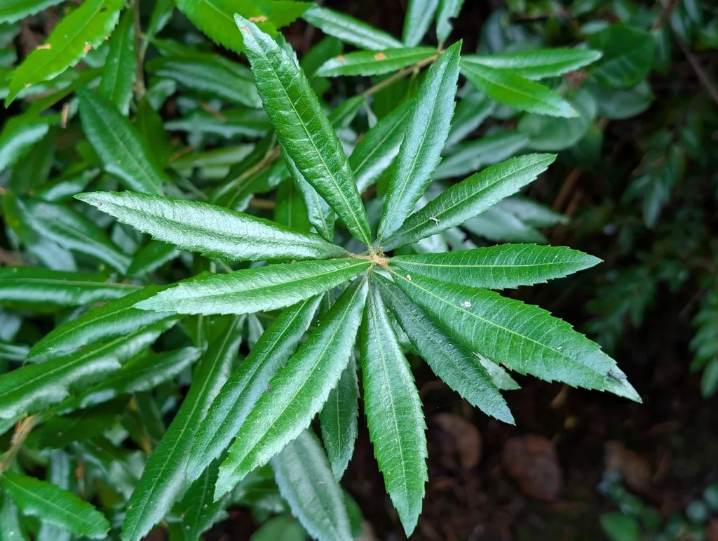 Myrica Californica