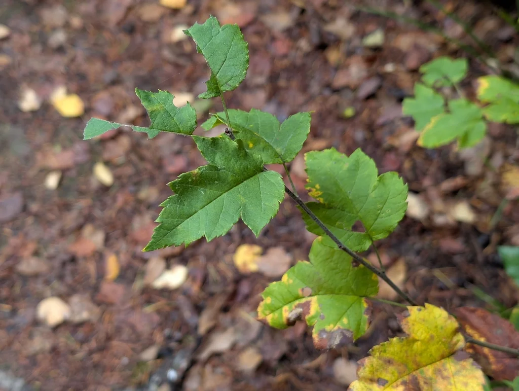 Malus Fusca