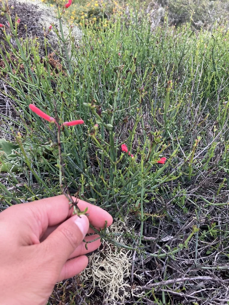 Gambelia Juncea