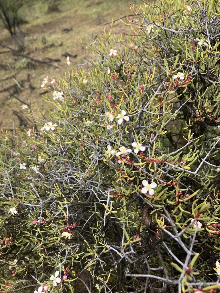 Cneoridium Dumosum