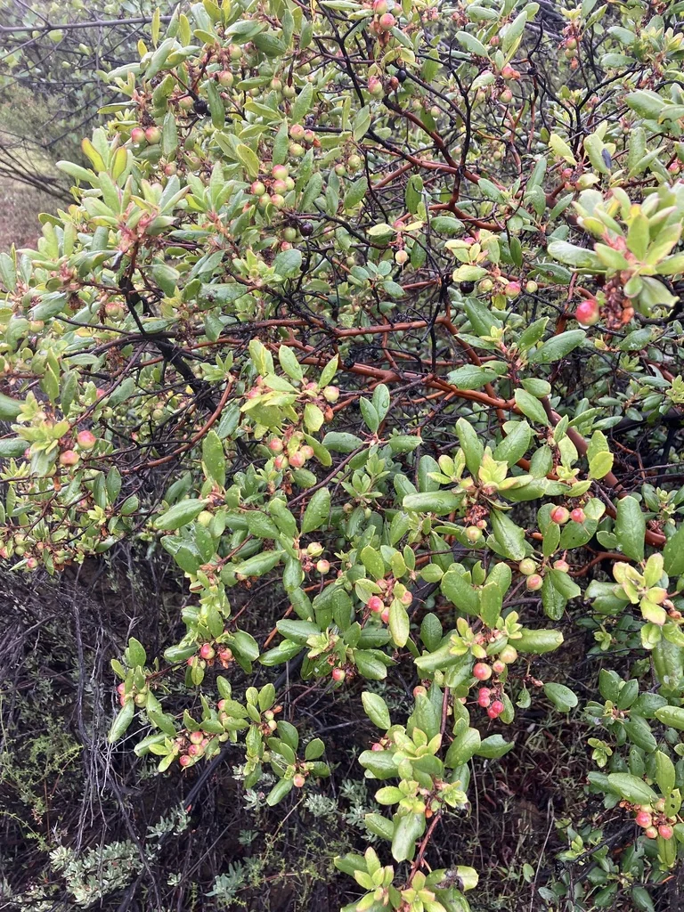 Xylococcus bicolor