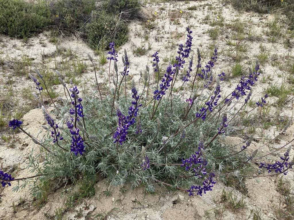 Lupinus Excubitus