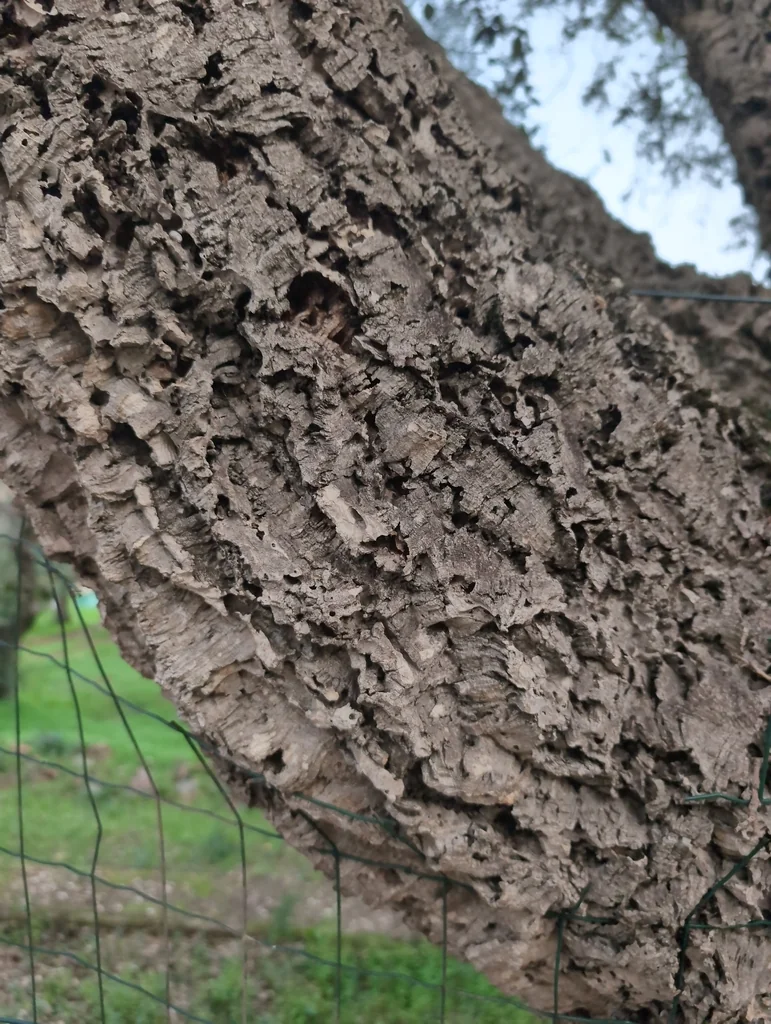 Quercus Suber