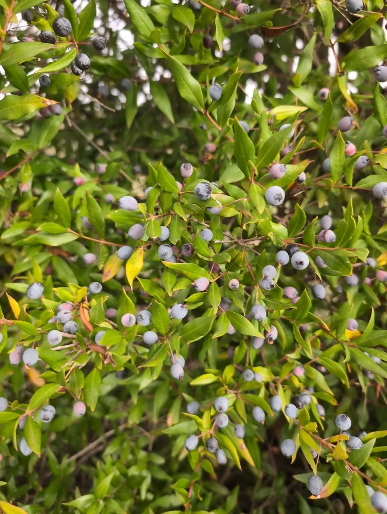 Myrtus Communis
