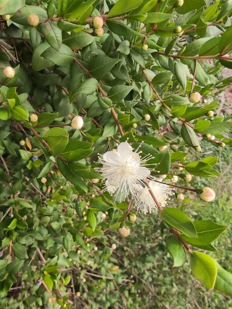 Myrtus Communis