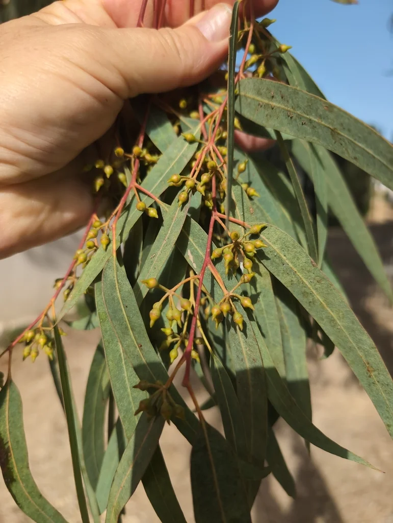 Eucalyptus Camaldulensis
