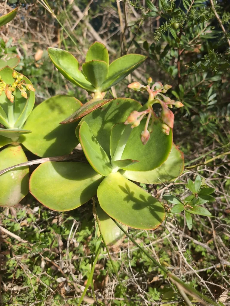 Cotyledon Orbiculata