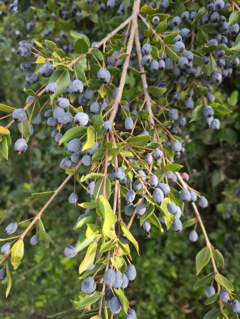 Myrtus Communis