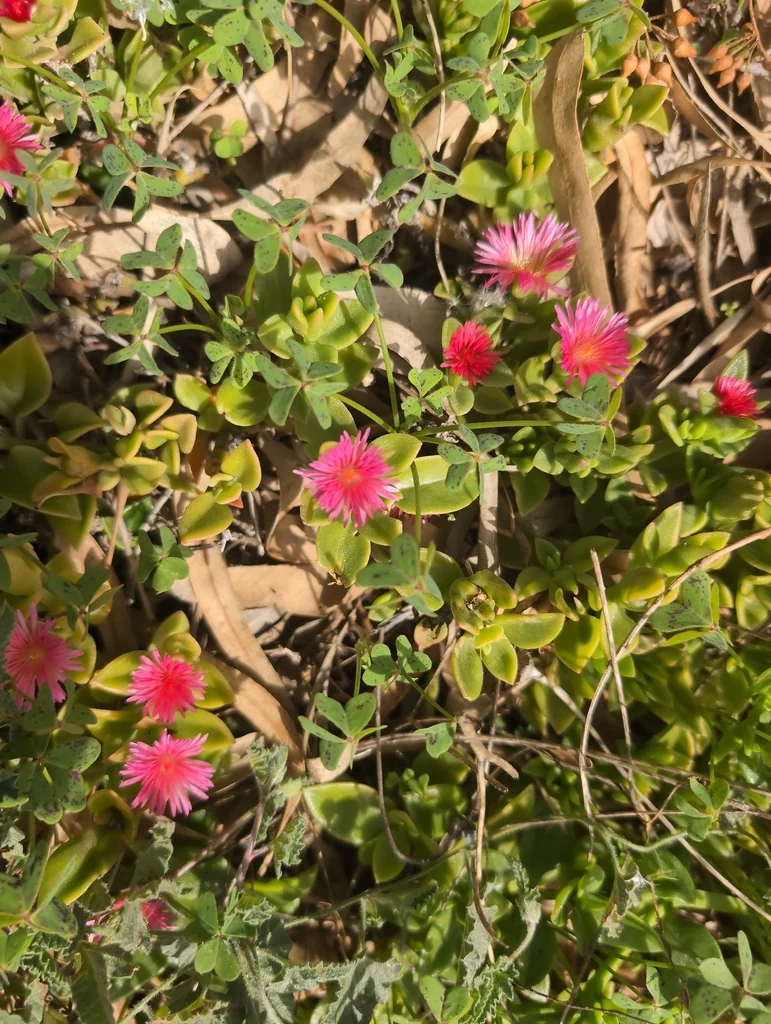Aptenia cordifolia