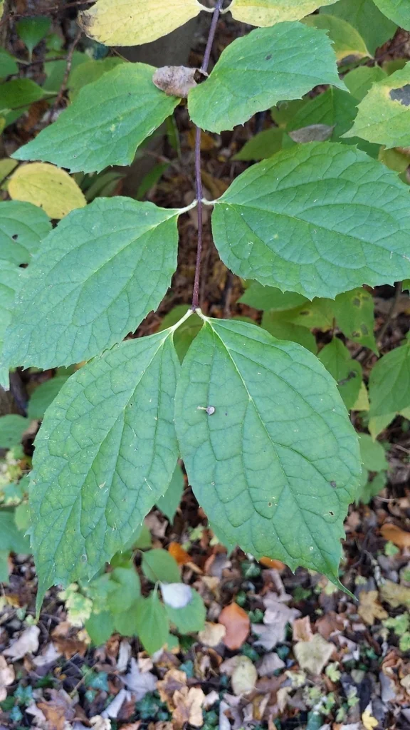 Philadelphus Coronarius