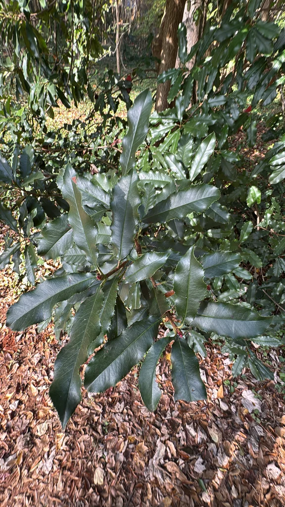 Photinia Serratifolia