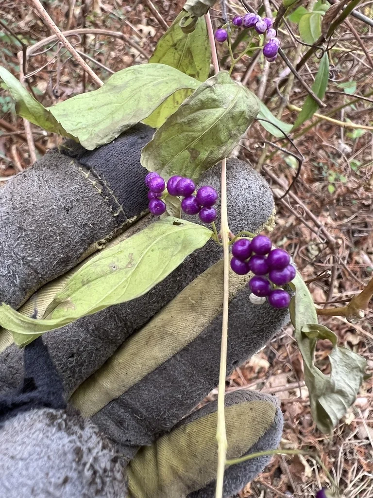 Callicarpa Dichotoma