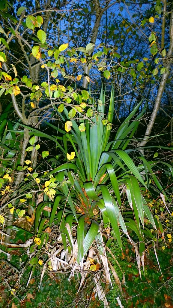 Yucca Gloriosa