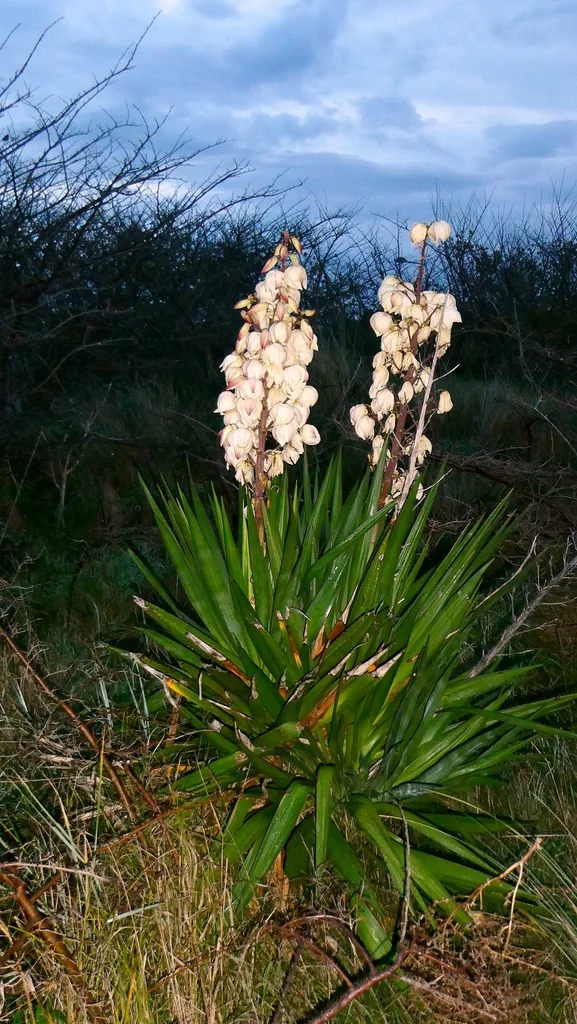 Yucca Gloriosa