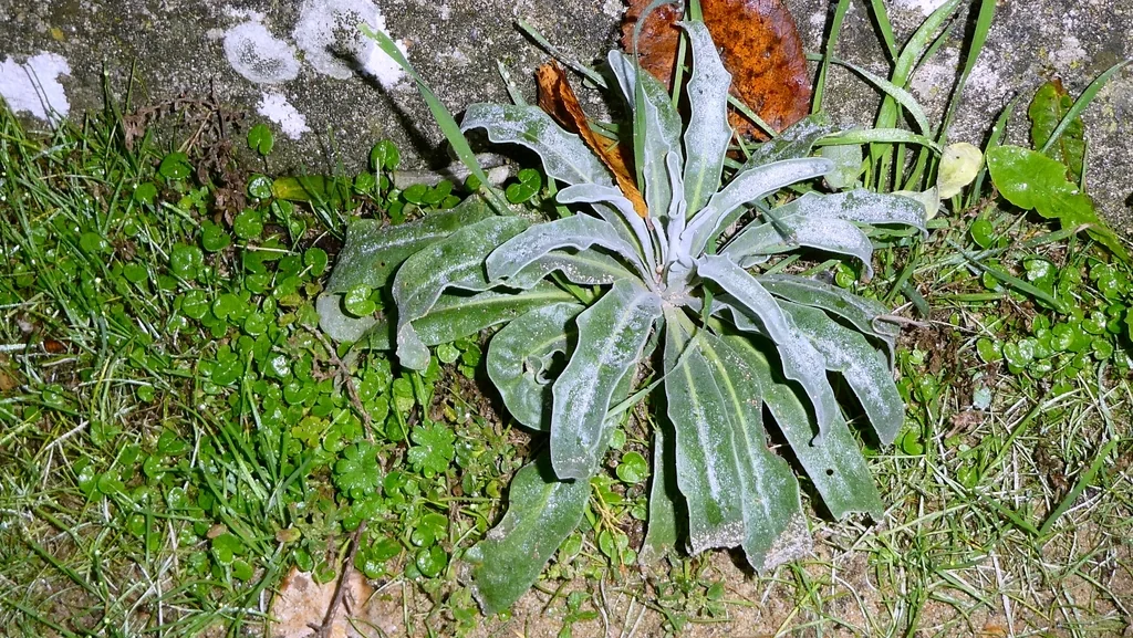 Matthiola Incana