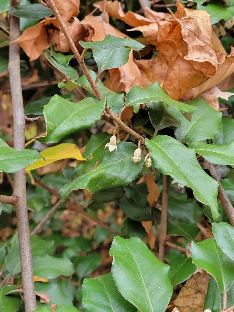Elaeagnus Pungens