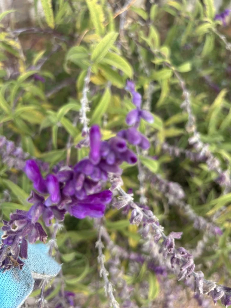 Salvia Leucantha