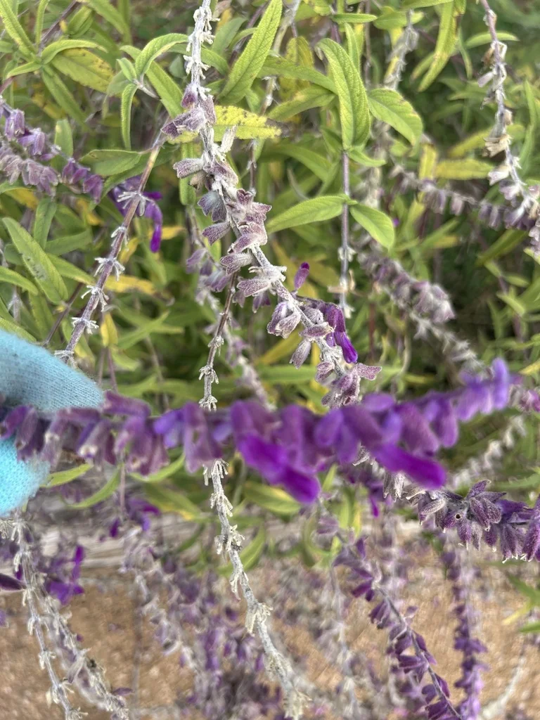 Salvia Leucantha