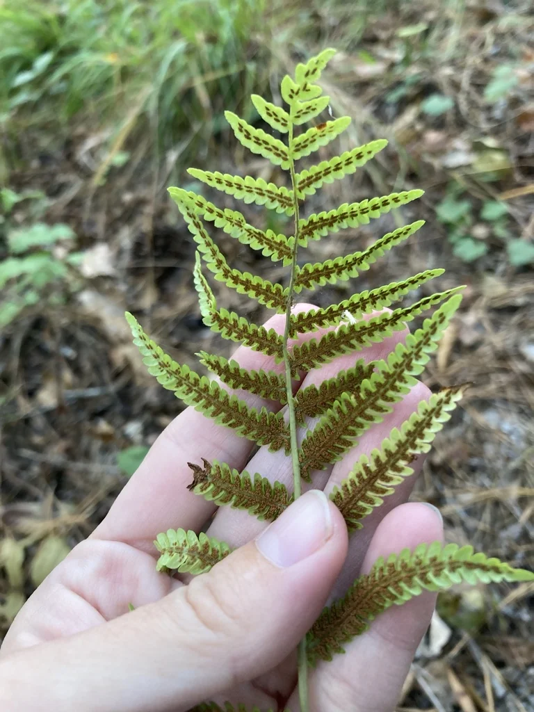 Woodwardia Virginica