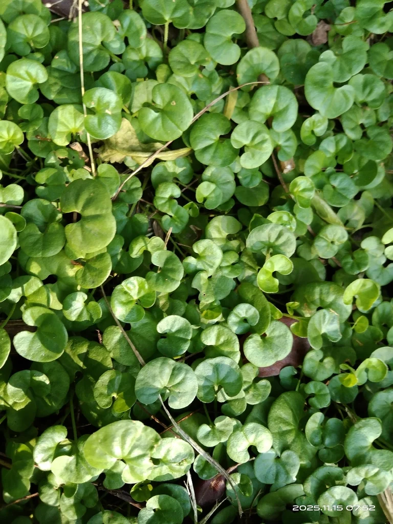 Dichondra Micrantha