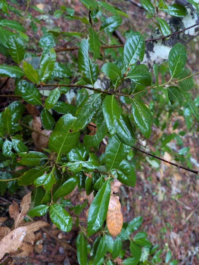 Chrysolepis Chrysophylla