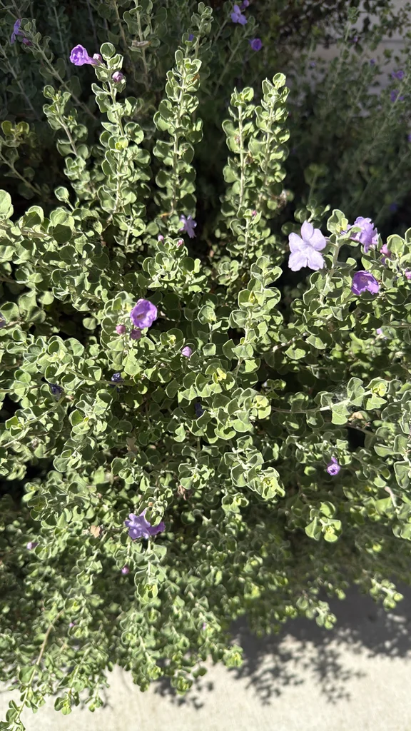 Leucophyllum Frutescens