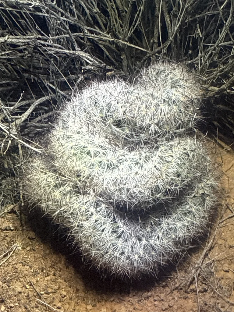 Mammillaria Tetrancistra