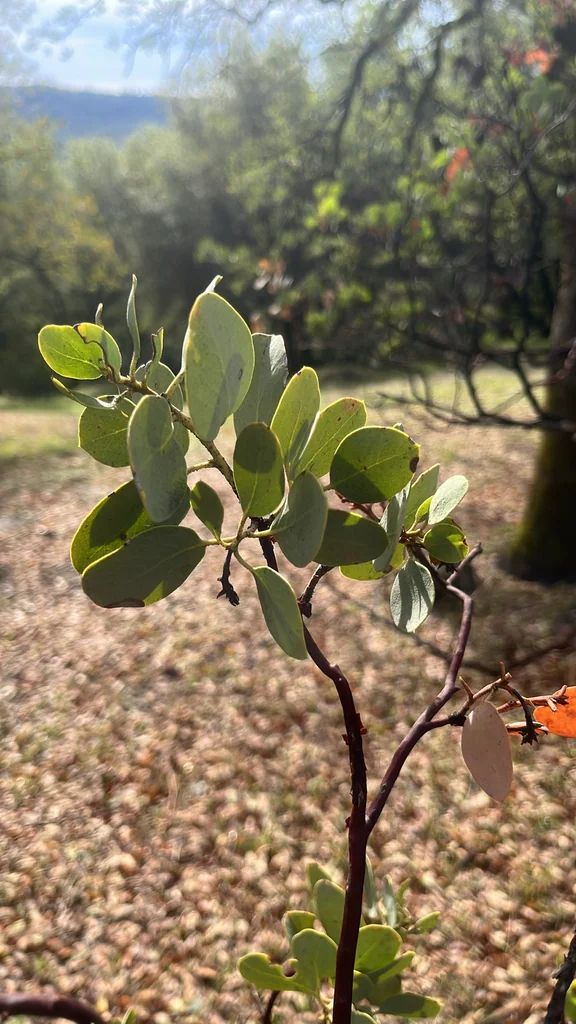 Arctostaphylos Viscida