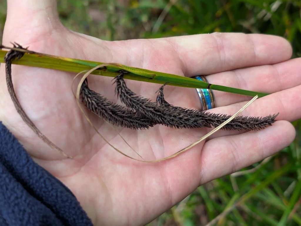 Carex Obnupta