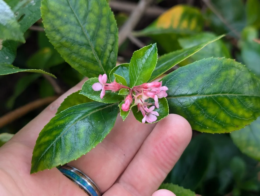 Escallonia Rubra