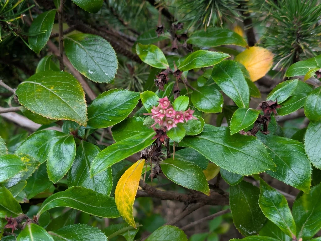 Escallonia Rubra