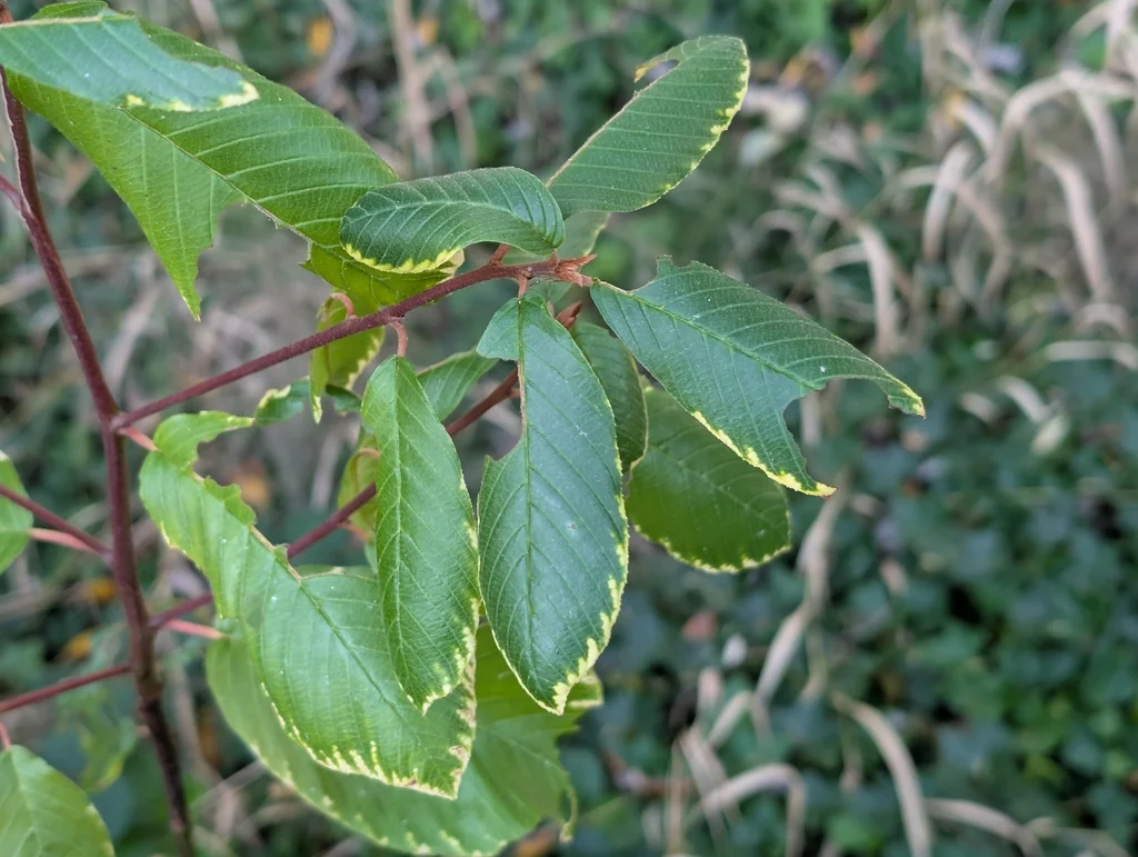 Frangula Purshiana