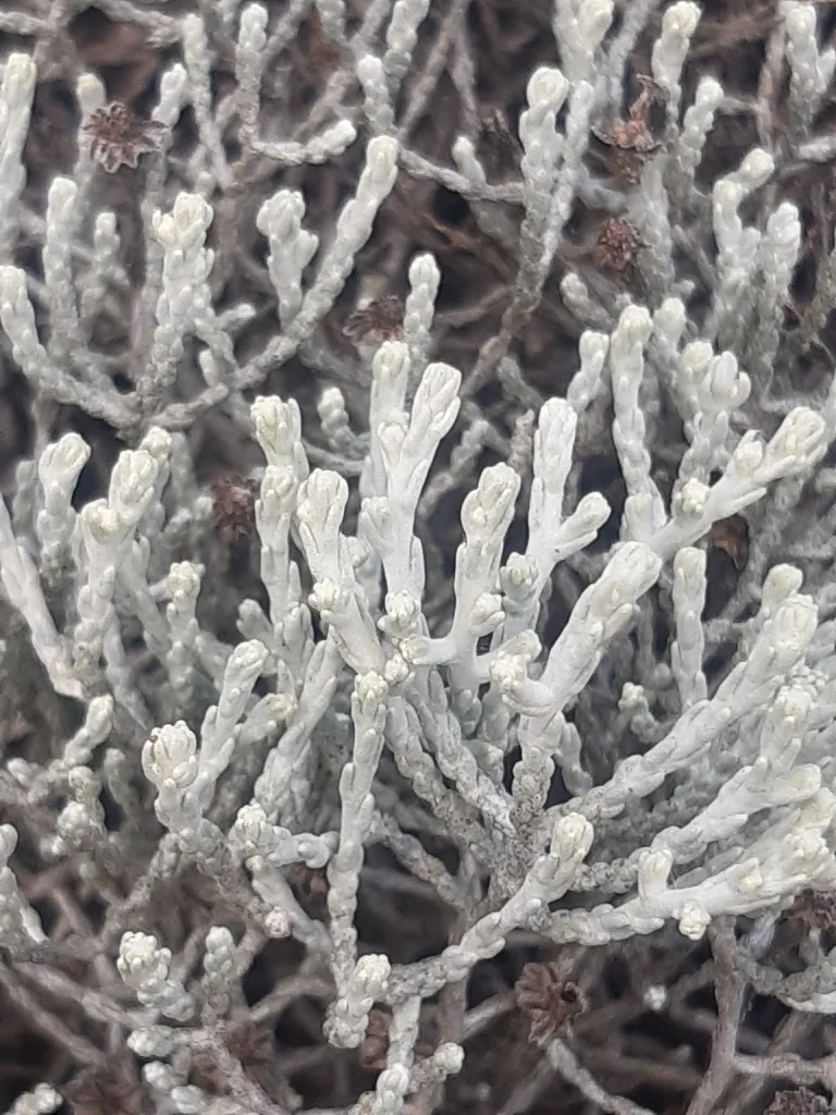Calocephalus Brownii