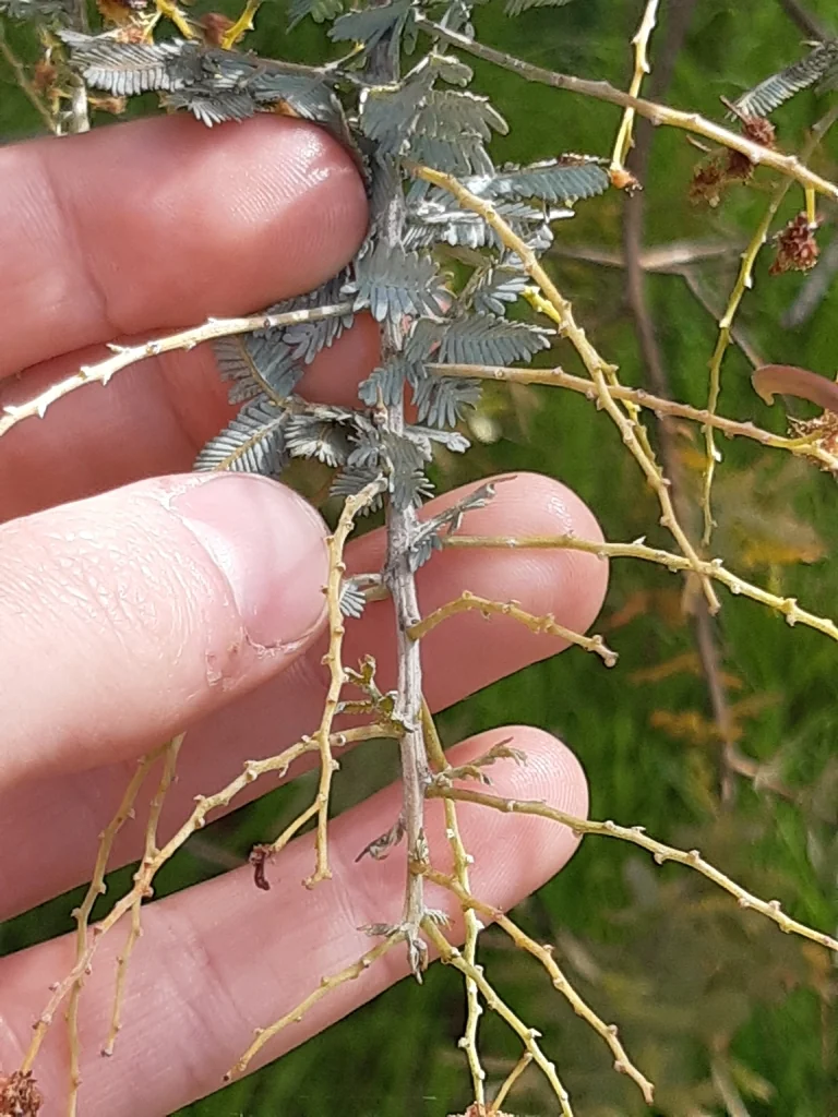 Acacia Baileyana
