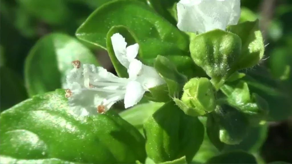 Ocimum basilicum