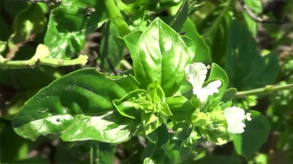 Ocimum basilicum
