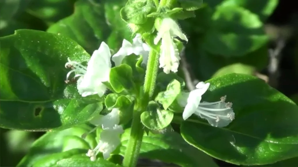 Ocimum basilicum