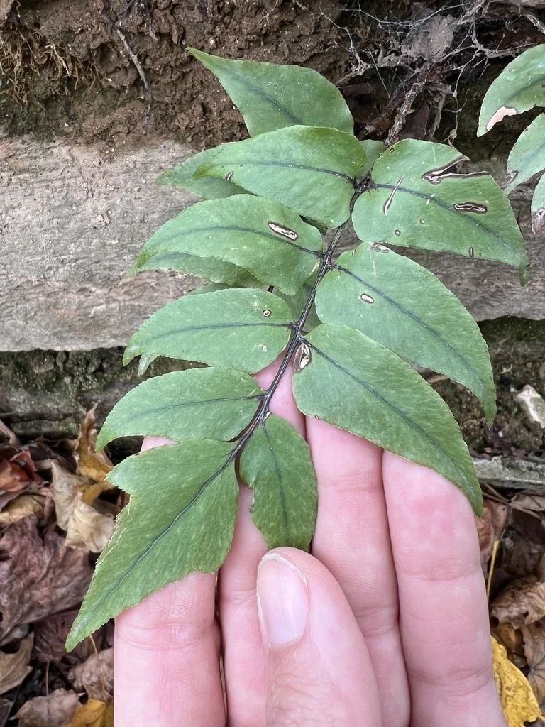 Cyrtomium fortunei
