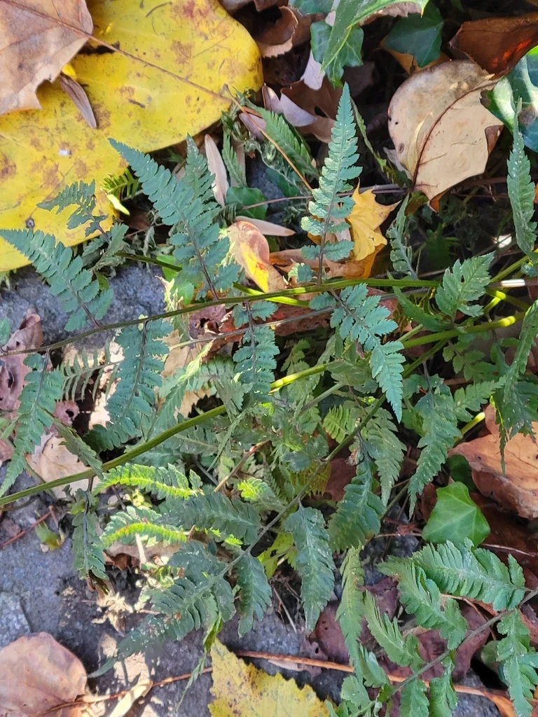 Athyrium niponicum