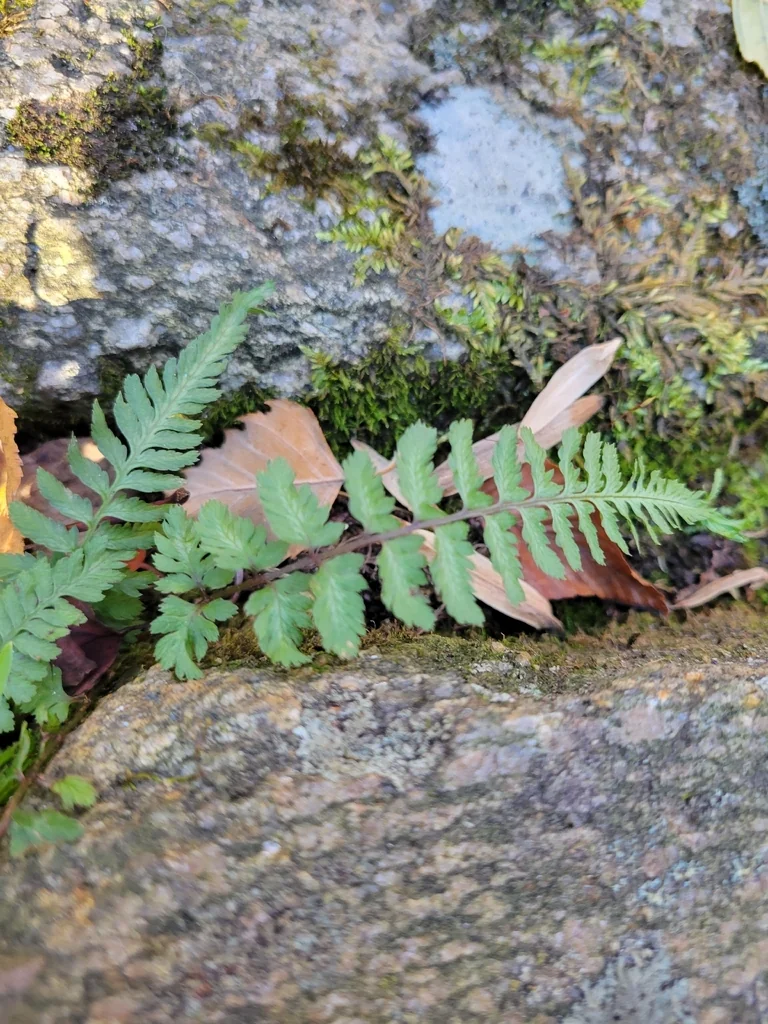 Athyrium niponicum