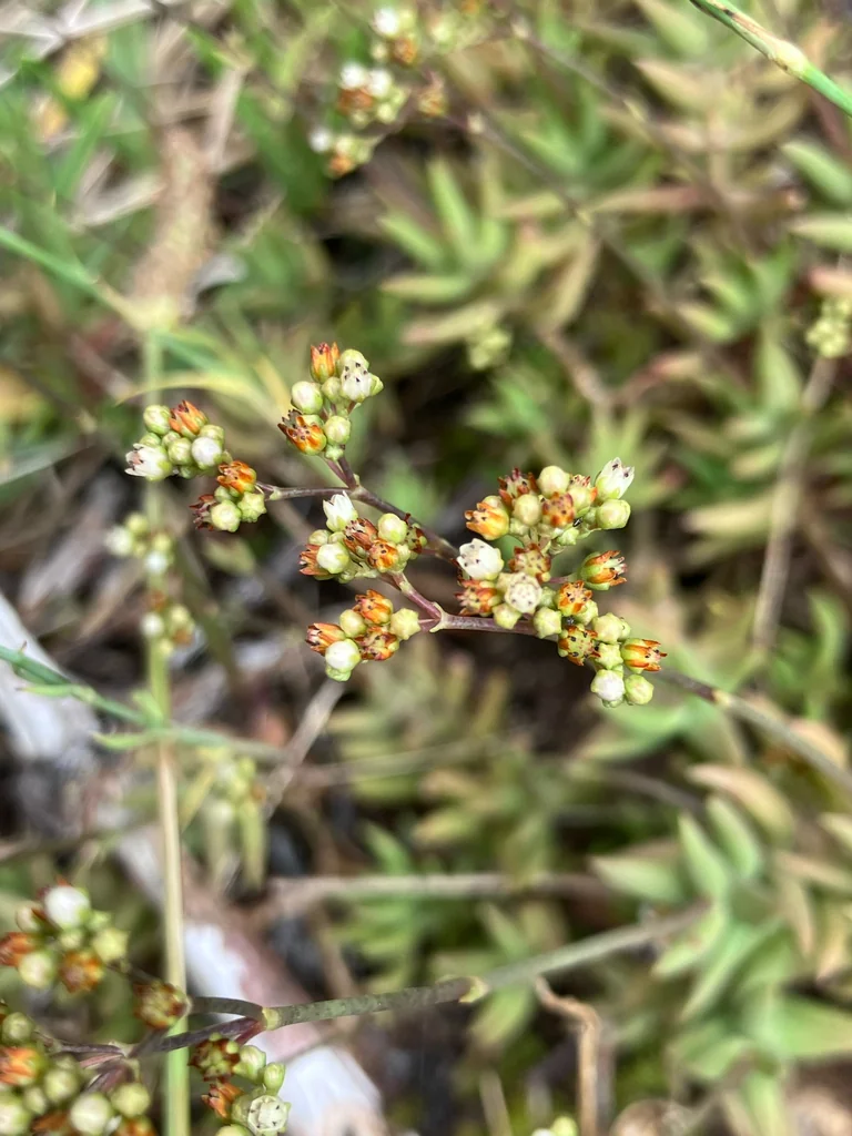 Crassula Tetragona