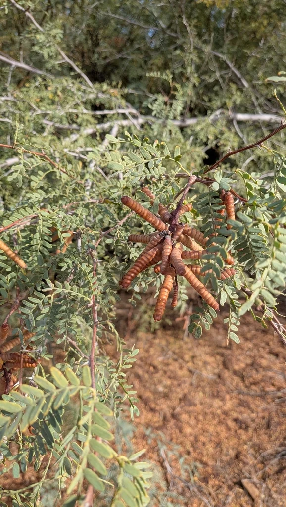 Prosopis Pubescens
