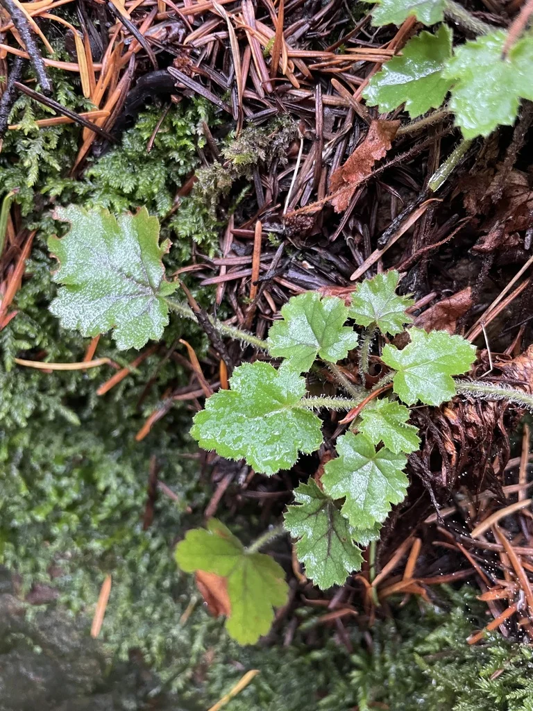 Heuchera Micrantha