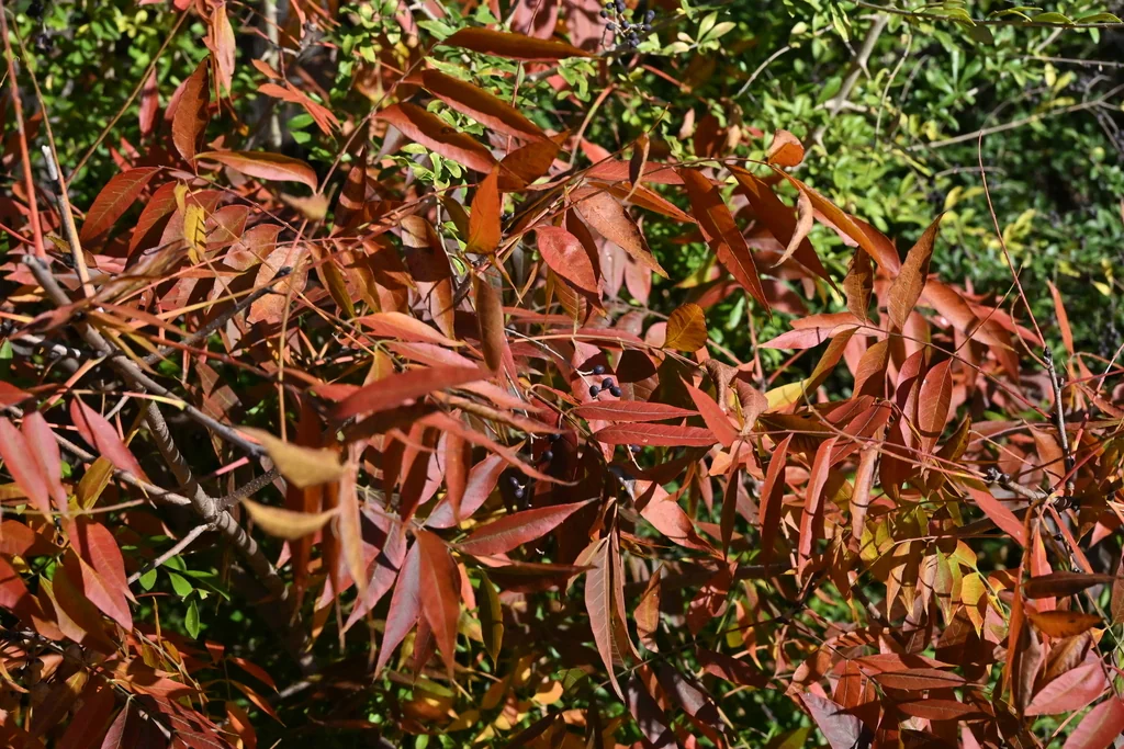 Rhus Lanceolata